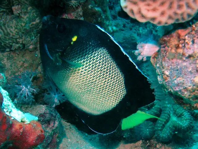 Yellow-ear Angelfish (Apolemichthys xanthotis) - fish seen while diving in Hurghada, Red Sea