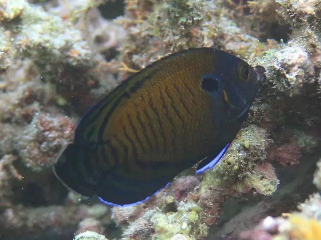 Dusky Cherub (Centropyge multispinis) - fish seen while diving in Hurghada, Red Sea