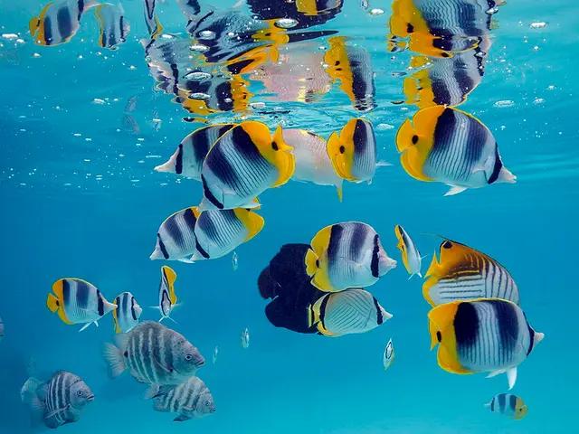 Threadfin Butterflyfish (Chaetodon auriga) - fish seen while diving in Hurghada, Red Sea