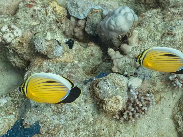 Blacktail Butterflyfish (Chaetodon austriacus) - fish seen while diving in Hurghada, Red Sea