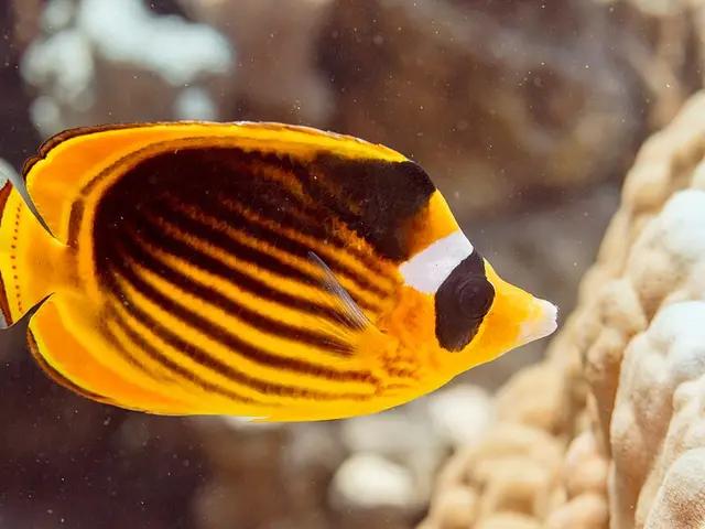 Diagonal Butterflyfish (Chaetodon fasciatus) - fish seen while diving in Hurghada, Red Sea