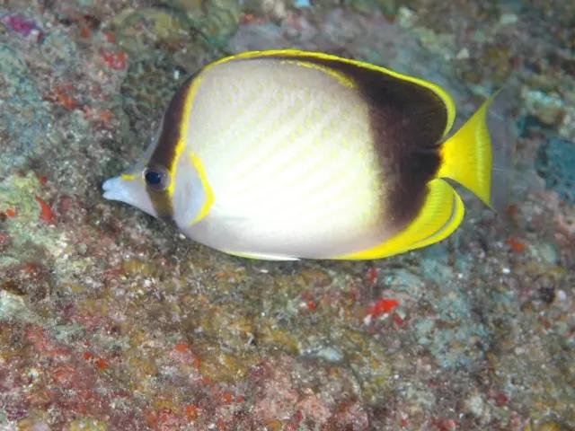 Gardner’s Butterflyfish (Chaetodon gardineri) - fish seen while diving in Hurghada, Red Sea