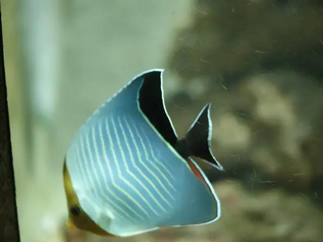 Orangeface Butterflyfish (Chaetodon larvatus) - fish seen while diving in Hurghada, Red Sea
