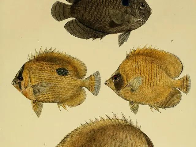Somali Butterflyfish (Chaetodon leucopleura) - fish seen while diving in Hurghada, Red Sea
