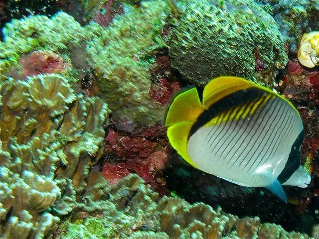 Lined Butterflyfish (Chaetodon lineolatus) - fish seen while diving in Hurghada, Red Sea