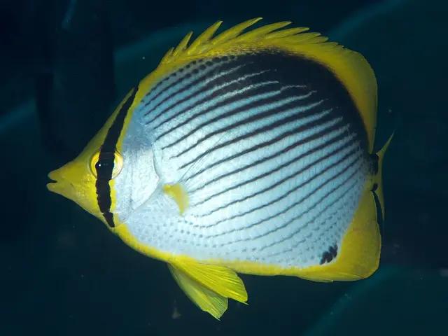 Blackback Butterflyfish (Chaetodon melannotus) - fish seen while diving in Hurghada, Red Sea