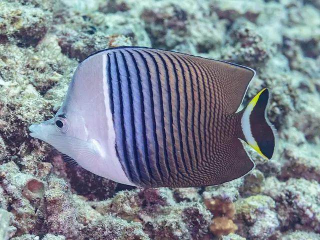 White-face Butterflyfish (Chaetodon mesoleucos) - fish seen while diving in Hurghada, Red Sea