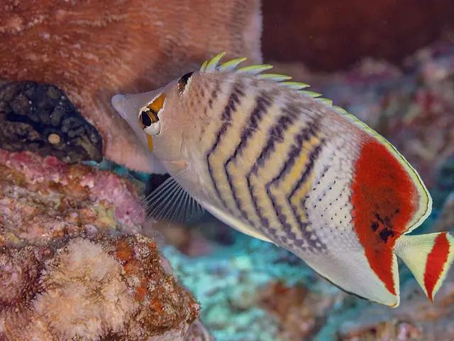 Crown Butterflyfish (Chaetodon paucifasciatus) - fish seen while diving in Hurghada, Red Sea