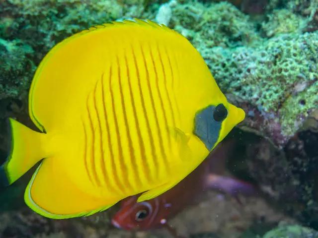 Masked Butterflyfish (Chaetodon semilarvatus) - fish seen while diving in Hurghada, Red Sea