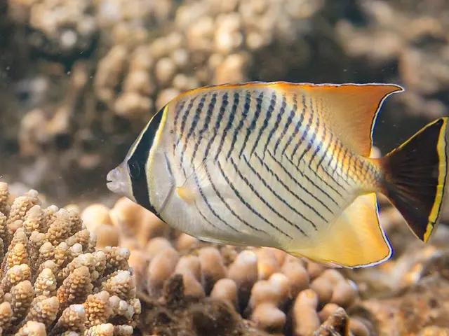 Chevron Butterflyfish (Chaetodon trifascialis) - fish seen while diving in Hurghada, Red Sea