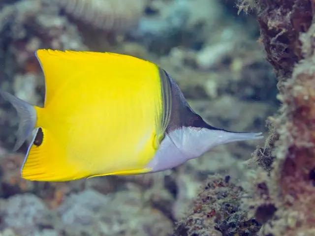 Longnose Butterflyfish (Forcipiger flavissimus) - fish seen while diving in Hurghada, Red Sea