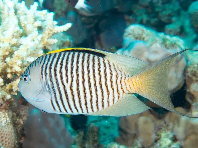 Zebra Angelfish (Genicanthus caudovittatus) - fish seen while diving in Hurghada, Red Sea