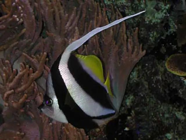 Schooling Bannerfish (Heniochus diphreutes) - fish seen while diving in Hurghada, Red Sea