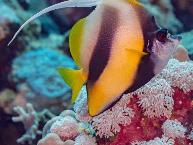 Red Sea Bannerfish (Heniochus intermedius) - fish seen while diving in Hurghada, Red Sea