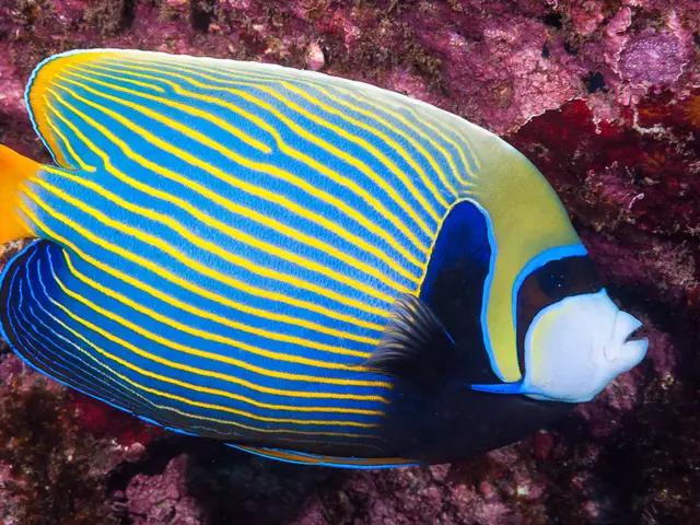 Emperor Angelfish (Pomacanthus imperator) - fish seen while diving in Hurghada, Red Sea
