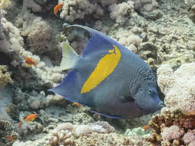 Yellowbar Angelfish (Pomacanthus maculosus) - fish seen while diving in Hurghada, Red Sea