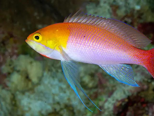 Heemstra’s Anthias (Pseudanthias heemstrai) - fish seen while diving in Hurghada, Red Sea