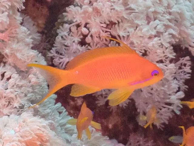Sea Goldie (Pseudanthias squamipinnis) - fish seen while diving in Hurghada, Red Sea