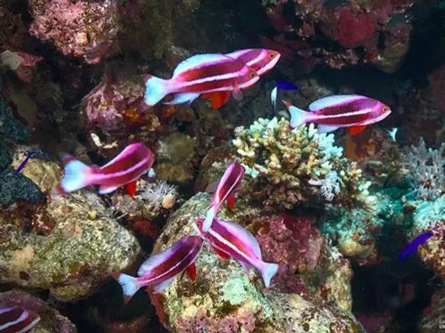 Red Sea Anthias (Pseudanthias taeniatus) - fish seen while diving in Hurghada, Red Sea