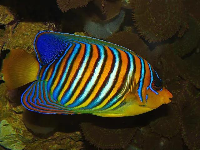 Royal Angelfish (Pygoplites diacanthus) - fish seen while diving in Hurghada, Red Sea