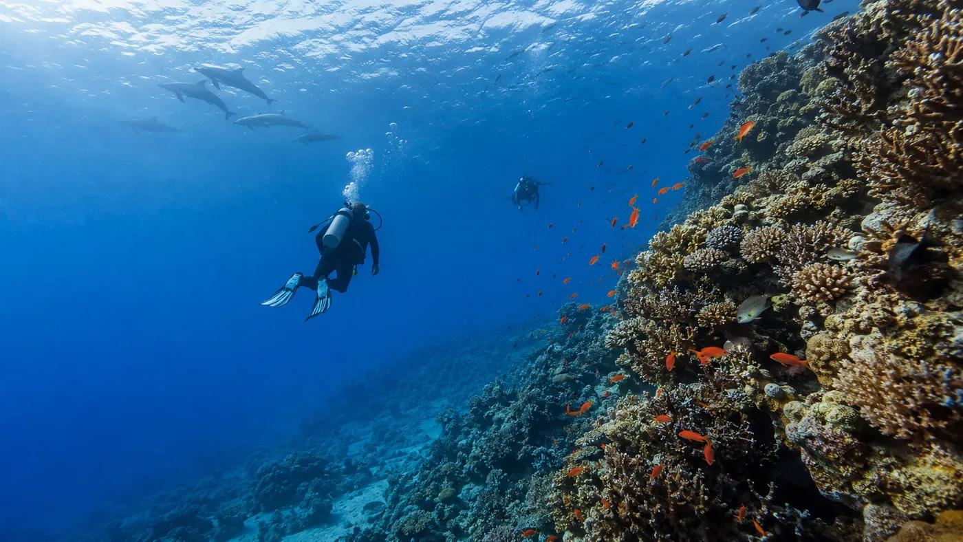 Two divers exploring a deep Red Sea reef wall with dolphins in the distance