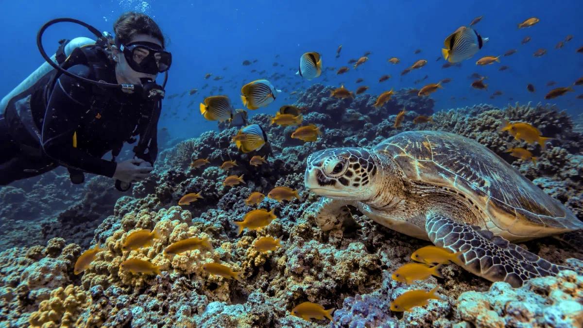 Same underwater photo with colors restored by the free tool