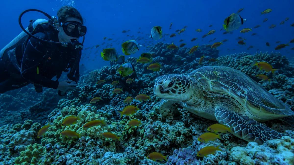 Underwater photo with blue color cast, before correction
