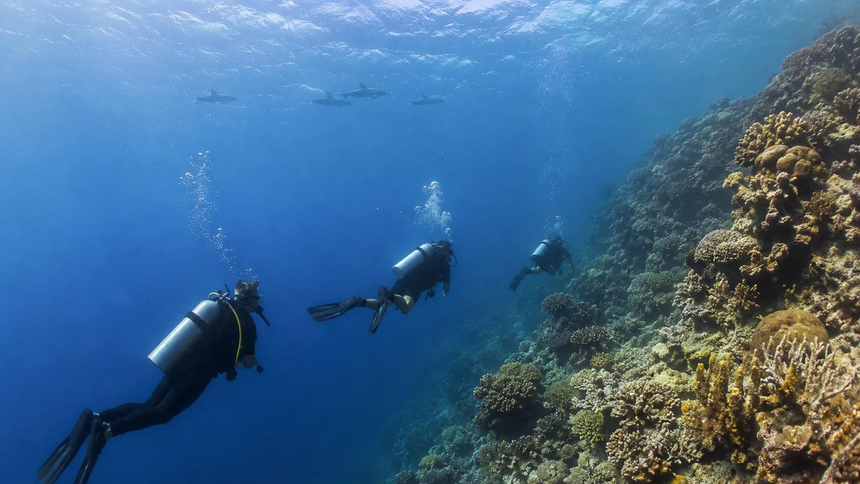 Two divers descending along a deep Red Sea coral wall near Hurghada