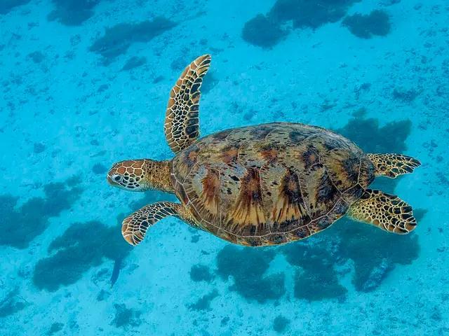 Green Sea Turtle (Chelonia mydas) in the Red Sea near Hurghada