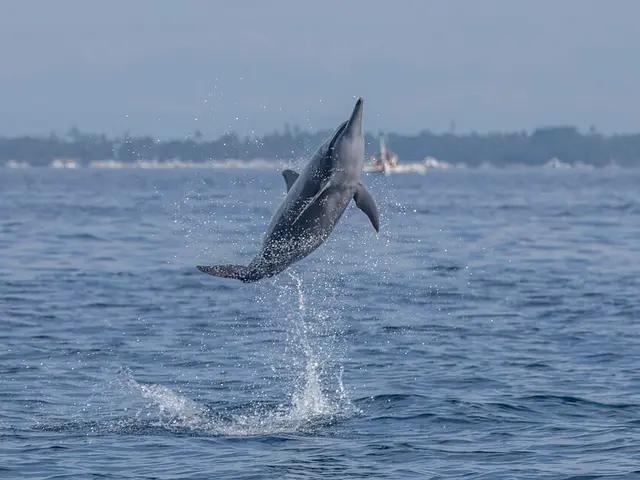 Spinner Dolphin (Stenella longirostris) in the Red Sea near Hurghada