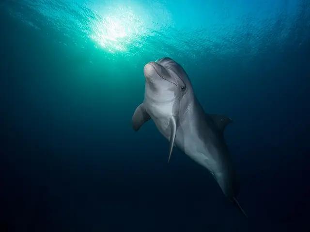 Bottlenose Dolphin (Tursiops aduncus) in the Red Sea near Hurghada