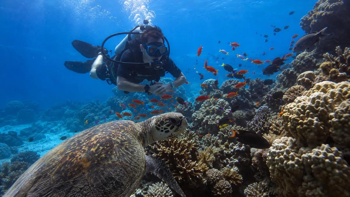 Colorful Red Sea coral reef with fish near Hurghada