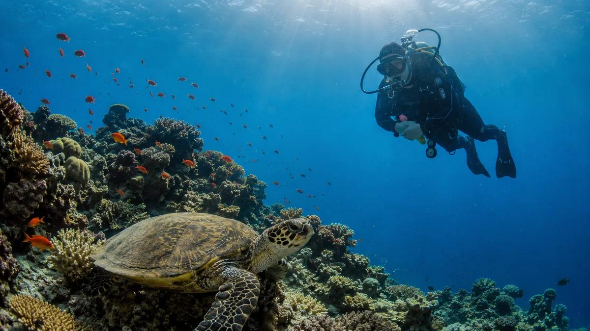 Coral reef and diver in the Red Sea